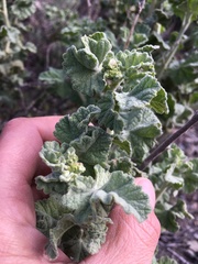 Malacothamnus aboriginum