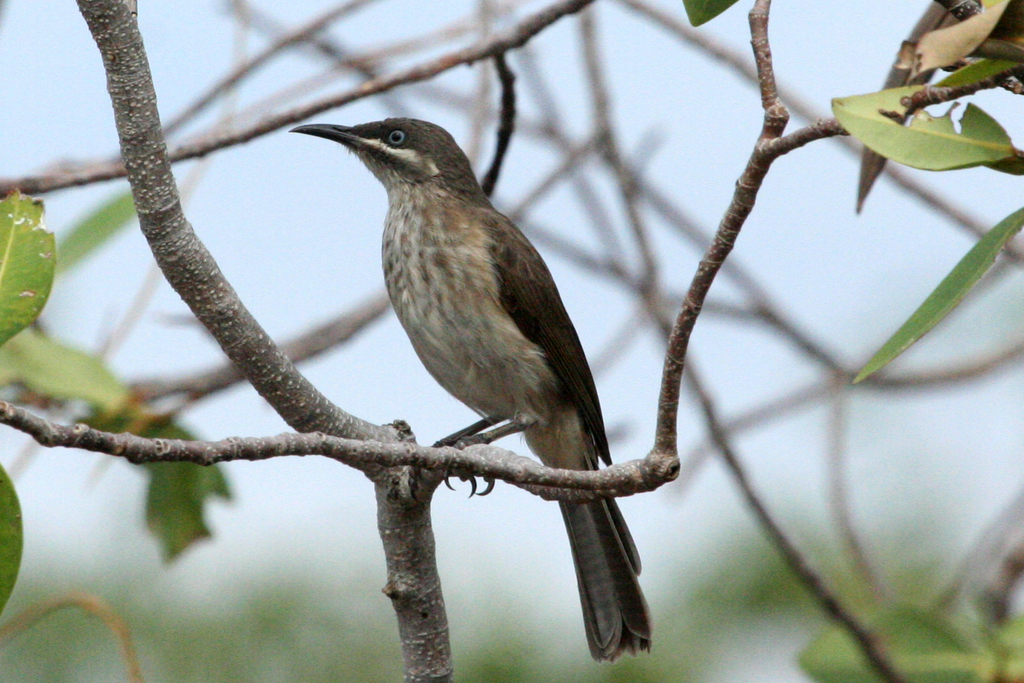 Kimberley Honeyeater photo