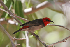Myzomela erythrocephala