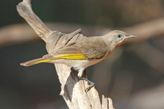 Conopophila rufogularis