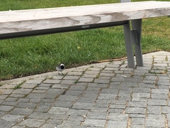 Motacilla alba