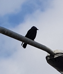 Corvus monedula