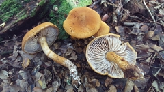 Cortinarius castoreus