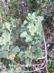 Malacothamnus aboriginum