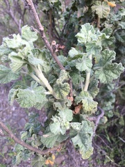 Malacothamnus aboriginum