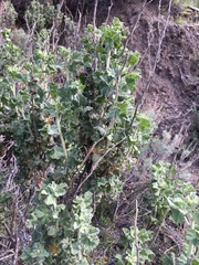Malacothamnus aboriginum