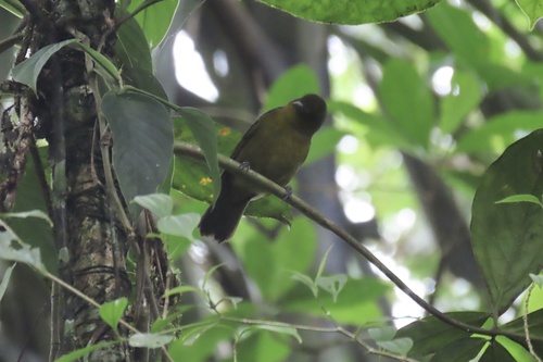 Carmiol's Tanager (Chlorothraupis carmioli)