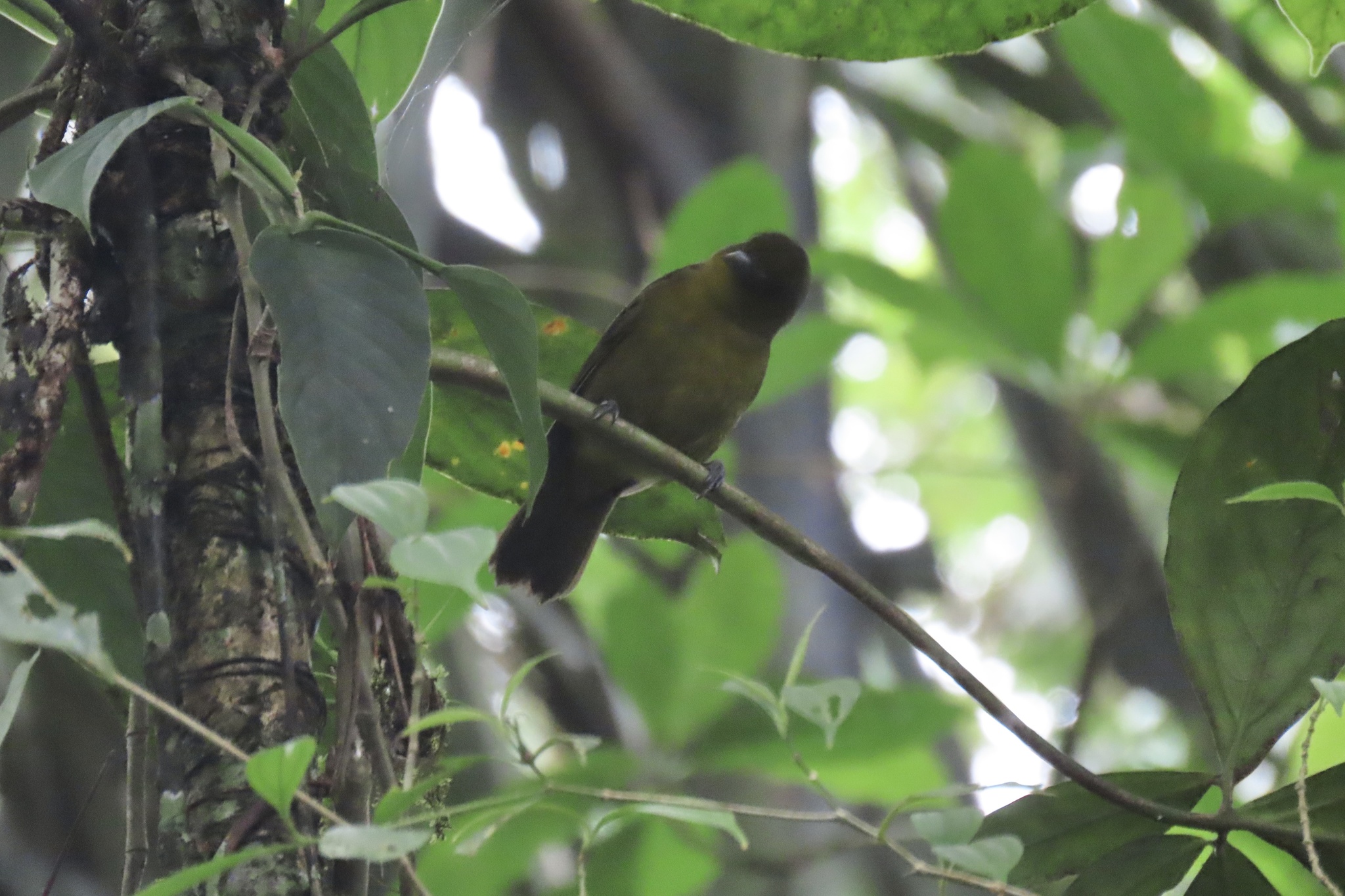Carmiol's Tanager illustration