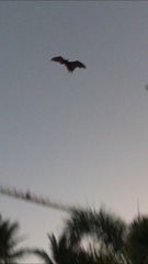 Pteropus conspicillatus