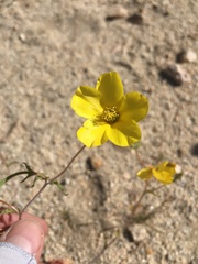 Mentzelia jonesii