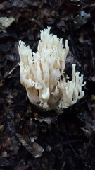 Ramaria rotundispora
