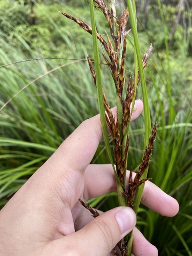 Gahnia beecheyi
