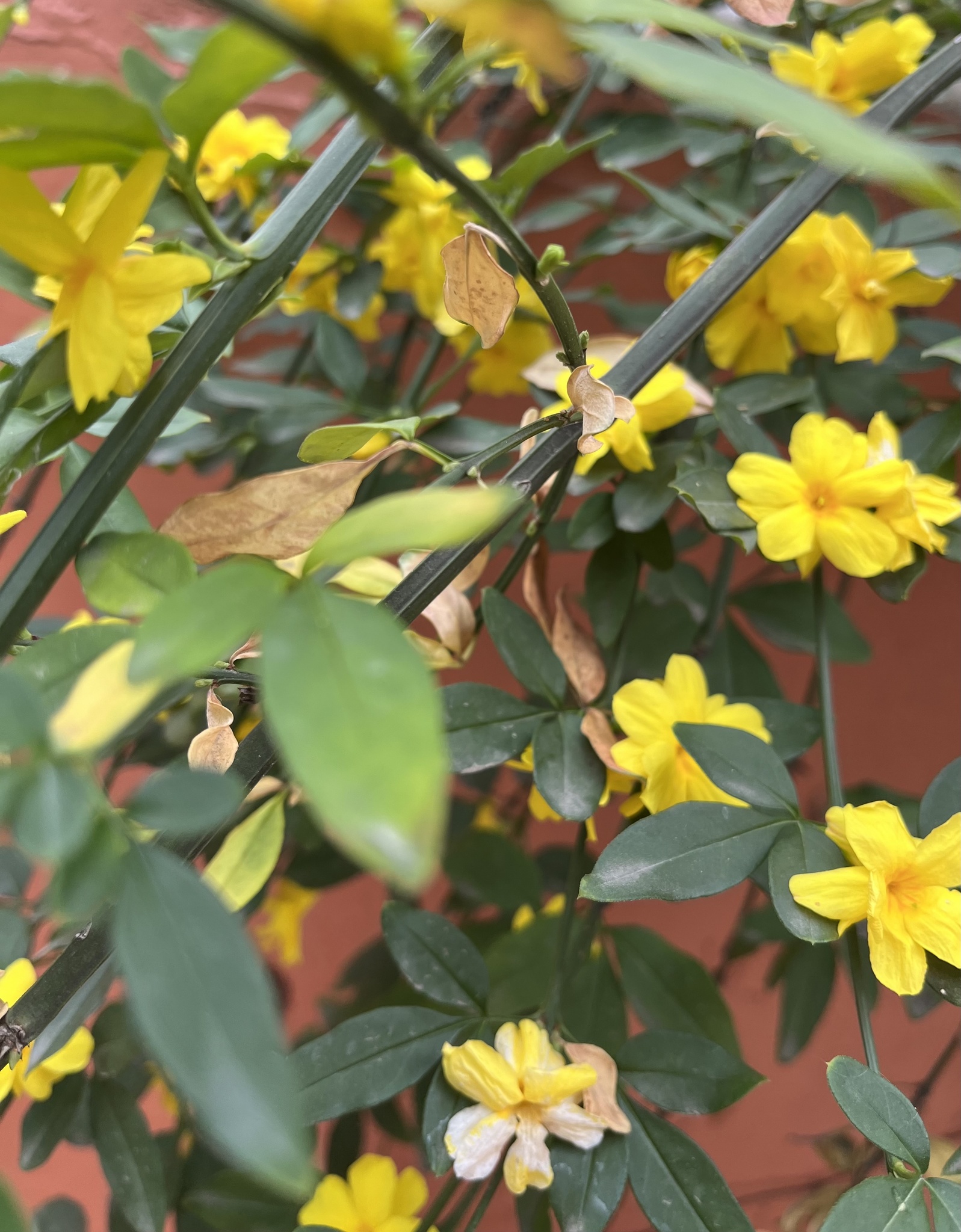 Imagem de Jasmim-amarelo