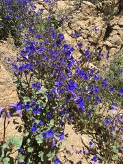Phacelia campanularia