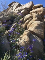 Phacelia campanularia