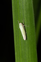 Cofana spectra