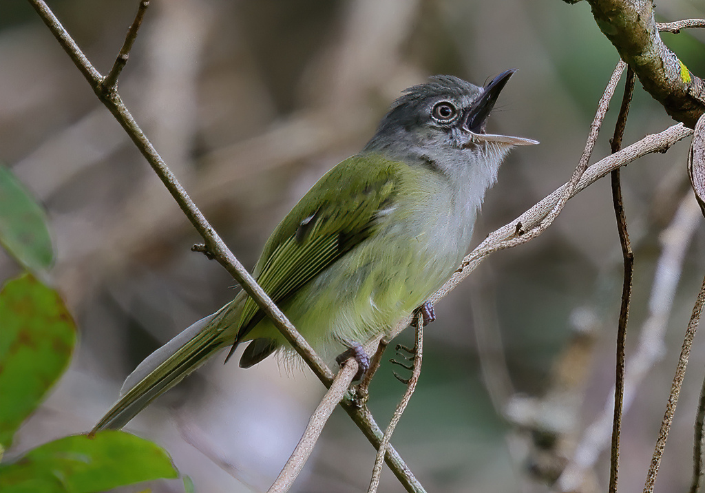 Yellow-olive Flatbill photo