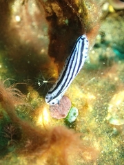 Phyllidiopsis annae