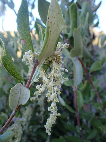 Image of Garrya veatchii by (c) George Williams, some rights reserved (CC BY)