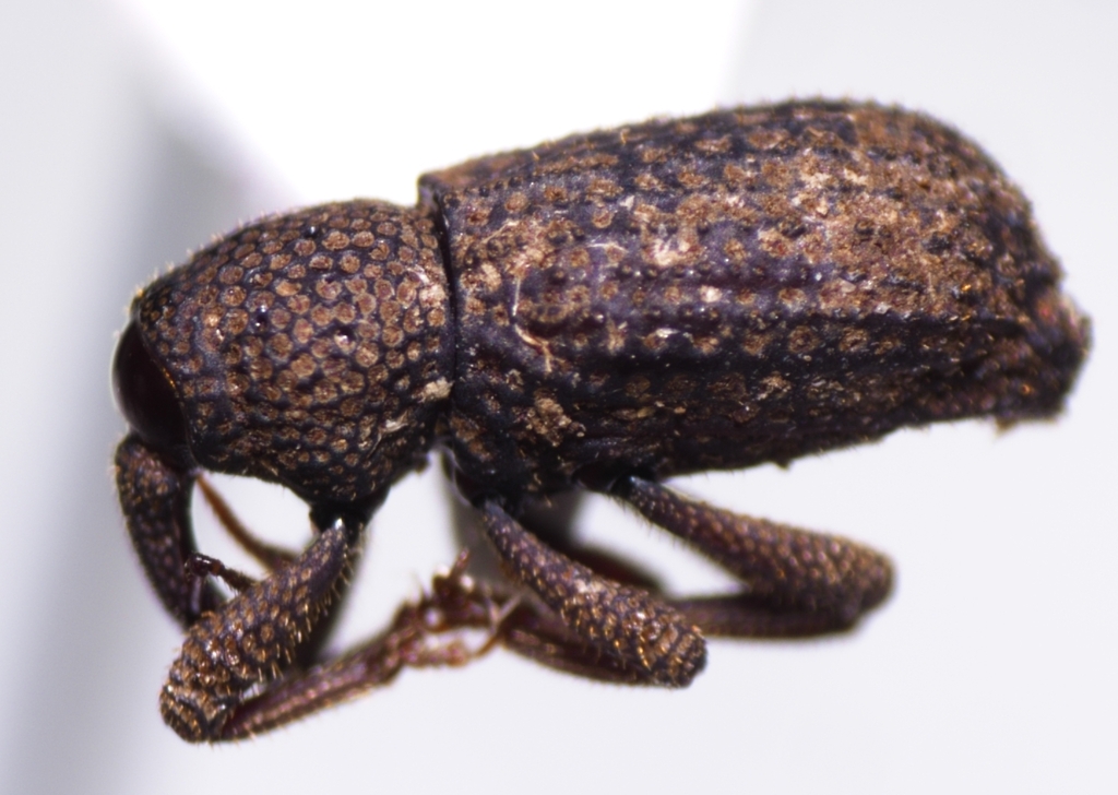 Anchonus duryi