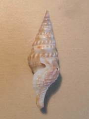 Funa jeffreysii