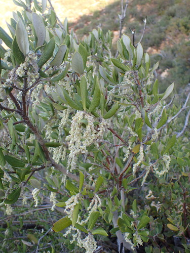 Image of Garrya veatchii by (c) George Williams, some rights reserved (CC BY)