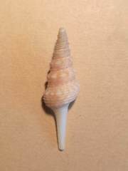 Unedogemmula indica