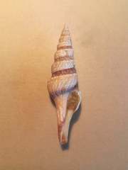 Fusiturris similis