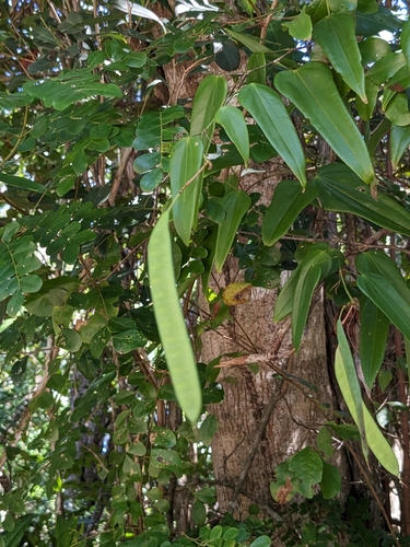 Bauhinia jenningsii