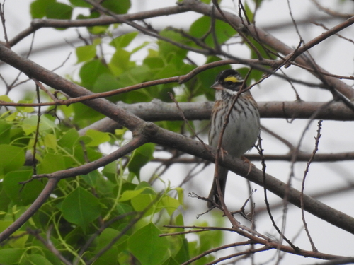 Emberiza chrysophrys