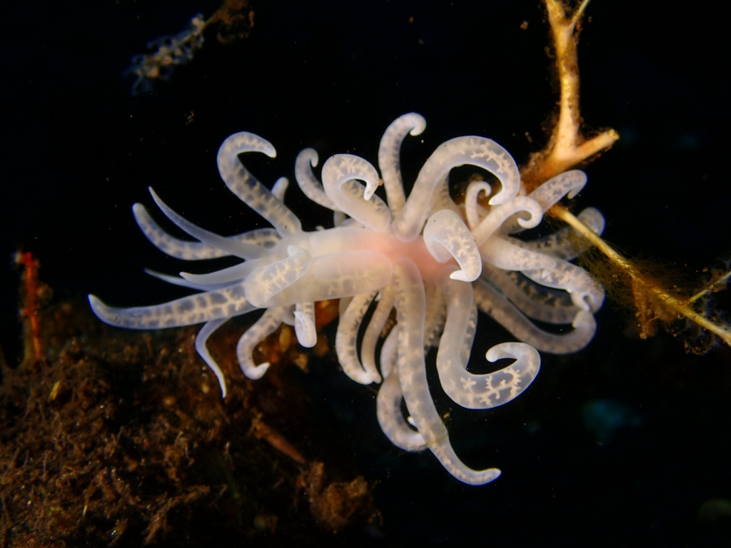 Phyllodesmium iriomotense