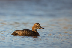 Common Pochard photo 4