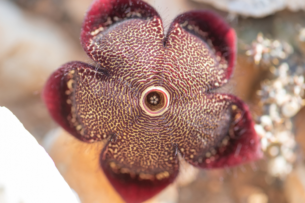 Edithcolea
