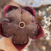 Persian Carpet Flower - Photo (c) Morten Ross, some rights reserved (CC BY-NC), uploaded by Morten Ross