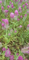 Trifolium purpureum
