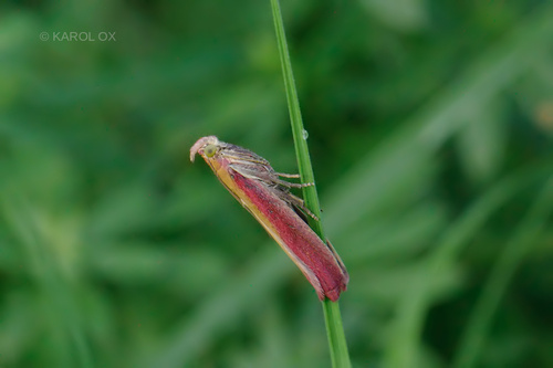 vijačka lucernová (Oncocera semirubella)