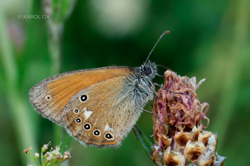 očkáň traslicový (Coenonympha glycerion)