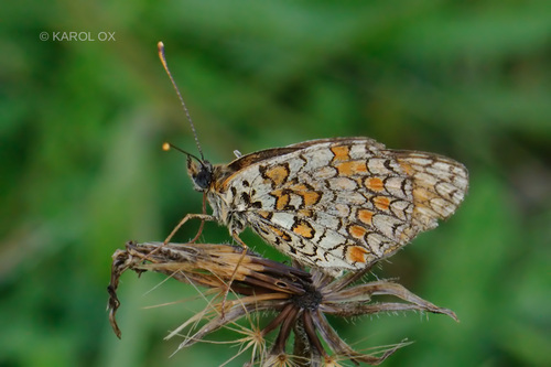 Zečinina riđa (Melitaea phoebe)
