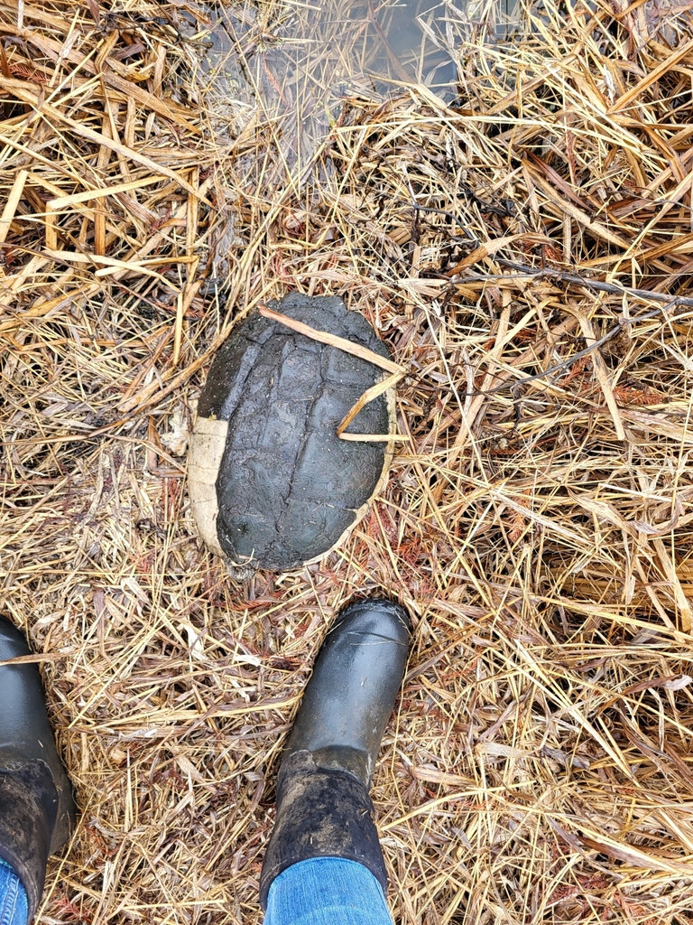 Common Snapping Turtle From Shelby Township IN USA On January 28   Large 