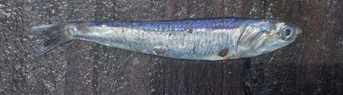Anchoa exigua
