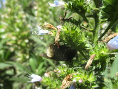 Bombus terrestris canariensis