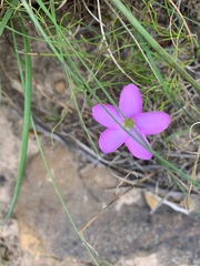 Oxalis polyphylla