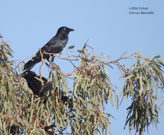 Corvus bennetti
