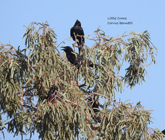 Corvus bennetti