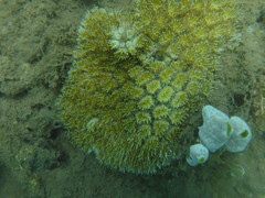 Galaxea fascicularis