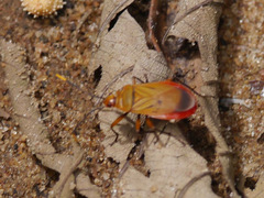Pyrrhocoroidea