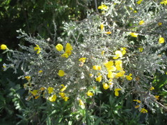 Genista microphylla