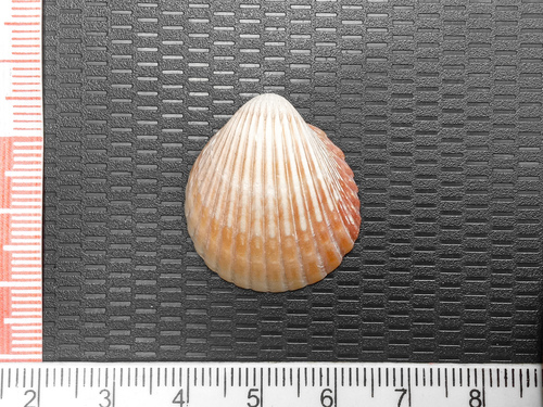 Mexican Cockle