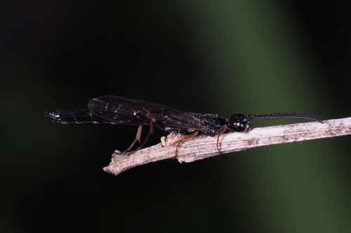 Wood Borer Sawfly