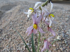 Cyanella ramosissima